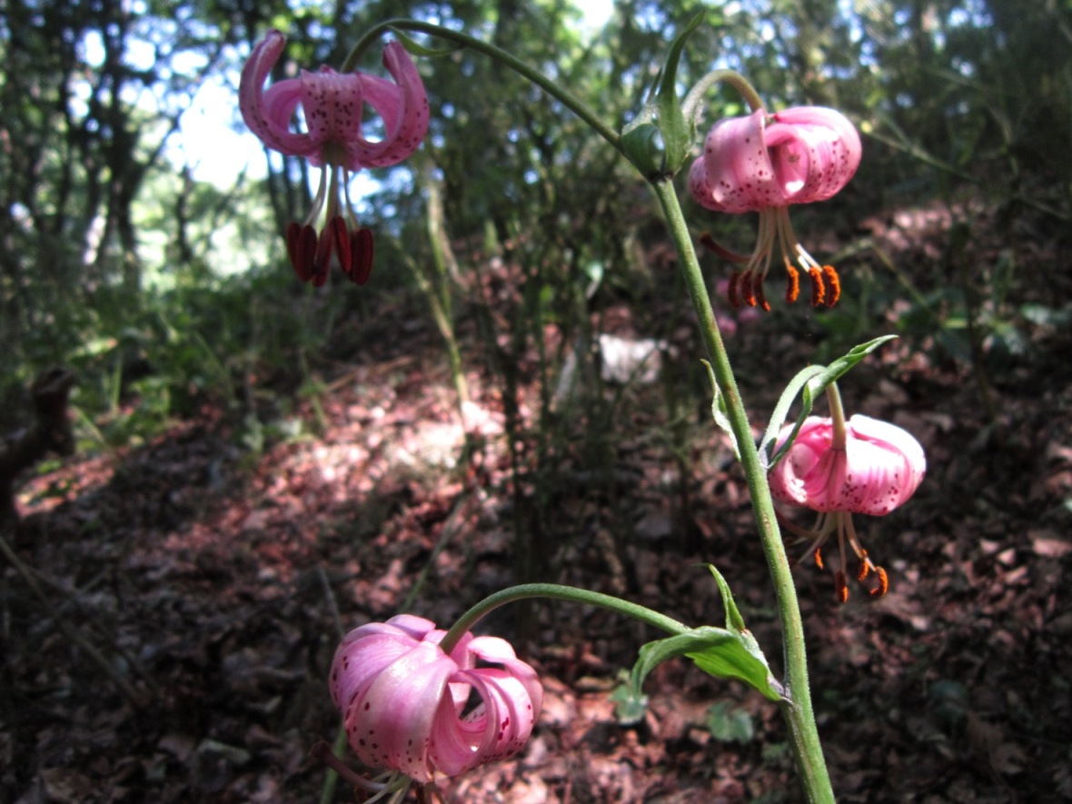 colonia Lilium martagon in campania